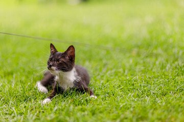 Young kittens in the garden