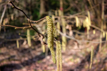 Common hazel (Corylus avellana) in the spring blooms in the forest