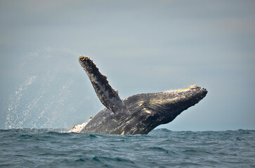 Humpback whale (Megaptera novaeangliae), jumping, Ecuador, South America