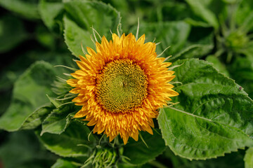 Colorful flowers in the garden