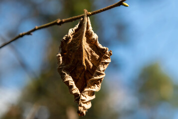 A dead, wrapped dry leaf hangs on a branch against a blue sky background