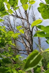 Toter Baum nach Gewitter