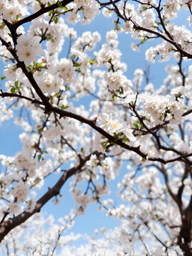 arbres en fleurs