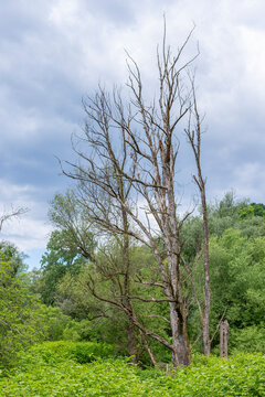 Toter Baum nach Gewitter