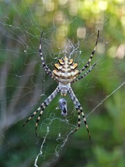 Spinne in der Algarve Argiope Lobata