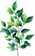 Green Watercolor Leaf Branch – Botanical Foliage Clipart for Nature Design, transparent background