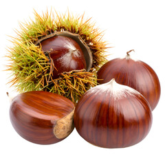 Fresh Sweet Chestnuts with Spiky Burr isolated on white or transparent png