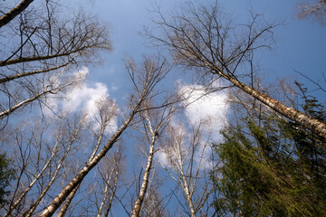 Birch crowns without leaves in the light at spring time looking up against blue sky