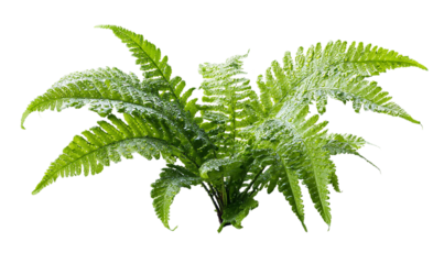 A vibrant green fern plant isolated on transparent background, showcasing its intricate leaf structure and natural beauty