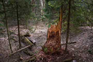 A ruined stump from an old tree in the forest