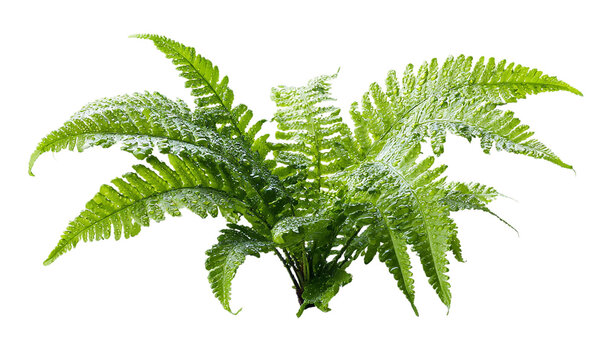 A vibrant green fern plant isolated on transparent background, showcasing its intricate leaf structure and natural beauty - Powered by Adobe