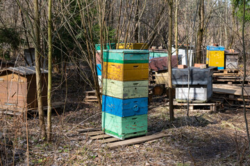 An apiary where ecologically clean honey and other beekeeping products are obtained. Bee apiary in the forest, the houses of bees honey, bee farm