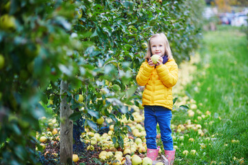Adorable preschooler girl picking yellow ripe organic apples in orchard or on farm on a fall day.