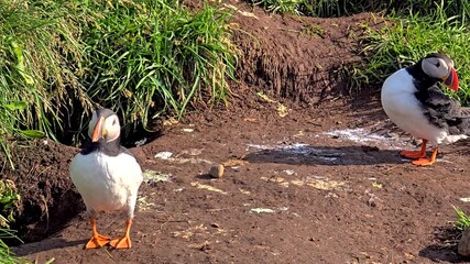 Two adorable puffins stand on the lush green grass of Iceland, surrounded by a breathtaking natural landscape. The vibrant colors and charming antics create a delightful ambiance.