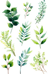 floral branch. Flower pink rose, green leaves. Watercolor floral elements - bright peach color, transparent background.