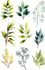 floral branch. Flower pink rose, green leaves. Watercolor floral elements - bright peach color, transparent background.