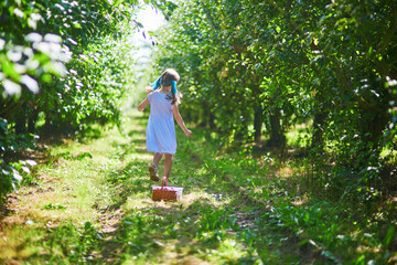 Adorable preschooler girl gathering blue ripe plums on a farm.