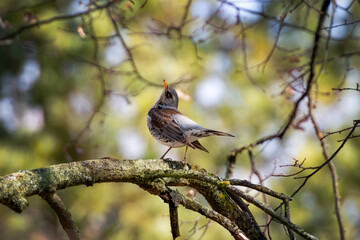 Fieldfare on the tree branch singing bird turdus pilaris
