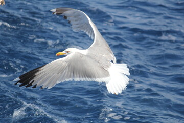 seagull in flight