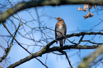 Fieldfare on the tree branch singing bird turdus pilaris