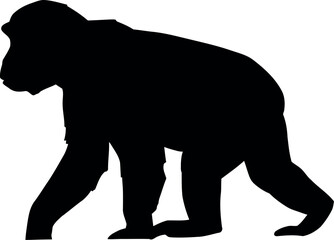 Obraz premium Gorilla silhouette walking