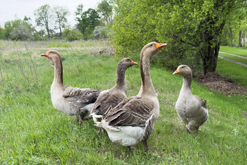 Four geese standing calmly in grassy field near wooded area