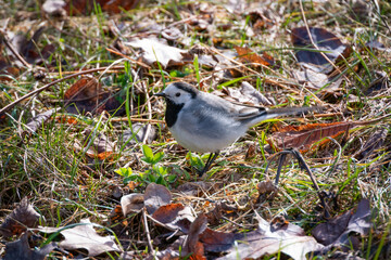 The white wagtail looking for food on the meadow