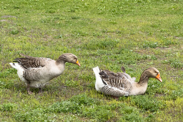 Two geese wandering through green grass