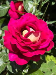 Vibrant red rose in full bloom captured in sunny garden setting during springtime