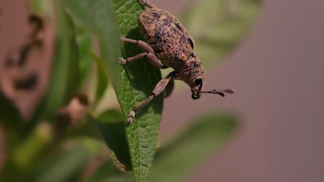 Closeup of a beetle crawling on green plant leaf in natural outdoor setting