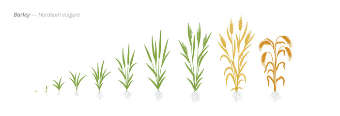 Growth stages of barley from seed to harvest