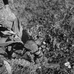 leaves on the ground