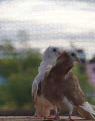 Pigeons