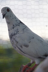 Pigeons