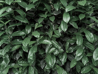 Fototapeta premium Dense green foliage of vibrant strawberry leaves, creating a lush, natural carpet. High quality photo