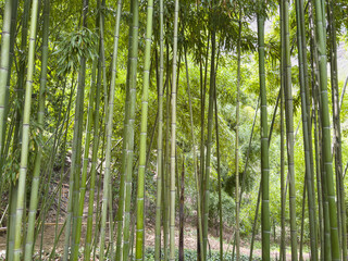 Bamboo Forest with Sunlight and Green Foliage: An upward angle showcasing the tall, green bamboo...