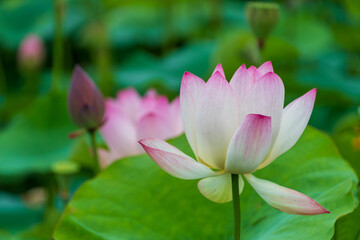淡いピンクの蓮の花と緑の葉のコントラスト