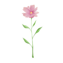 pink carnation, delicate pink flower with leaves on a transparent background