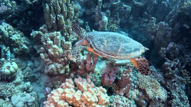 Swimming wild sea turtle (Eretmochelys imbricata) and coral reef. Corals and sea turtle. Animal close to the camera, wildlife video. Scuba diving with the marine life, underwater footage. 