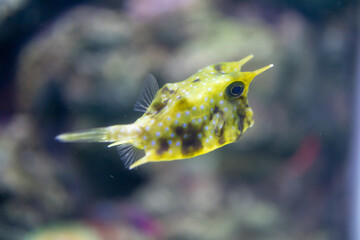 View of Yellow puffer fish, focus selective © Kampol
