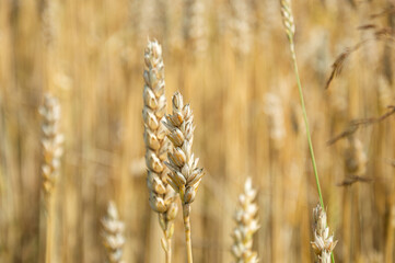 Golden wheat stalks stand tall, preparing for harvest in a vast field under bright blue skies during late summer