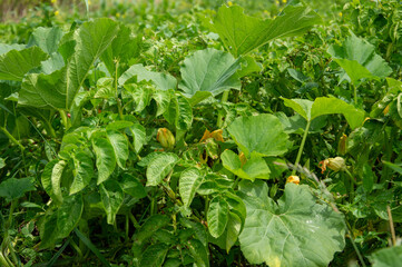 Lush squash plants thrive in a garden, their broad leaves and budding flowers signaling a healthy growing season in late spring