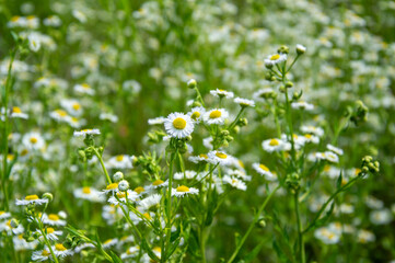 Bright white and yellow wildflowers flourish under the warm spring sun in a lush green meadow, creating a scenic natural landscape