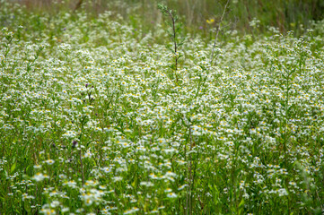 Delicate wildflowers cover a lush green field, illuminated by gentle sunlight, creating a serene atmosphere in nature during springtime