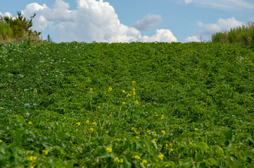 Expansive field of green potato plants stretches under a bright sky, with a few yellow flowers peeking through lush foliage on a sunny day