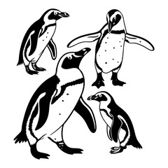 Naklejka premium Black and White African Penguin Illustration Featuring Four Detailed Designs