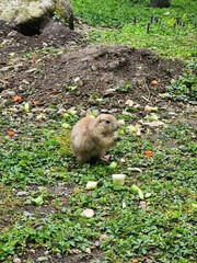 Perrito de la pradera