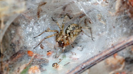 spider on a web