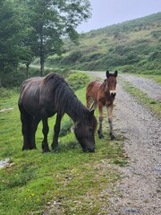 Caballos en montaña con niebla