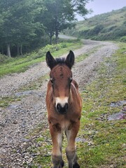 Potro en la monta&ntilde;a
